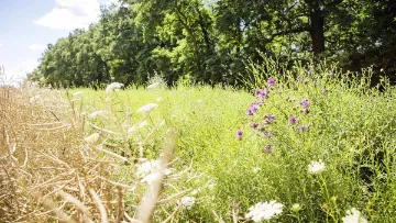 Blühstreifen und Blühflächen im Ackerbau von BASF Agricultural Solutions Deutschland.